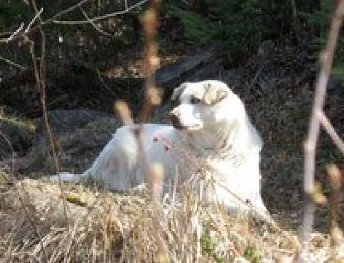 Pet Friendly Accommodations