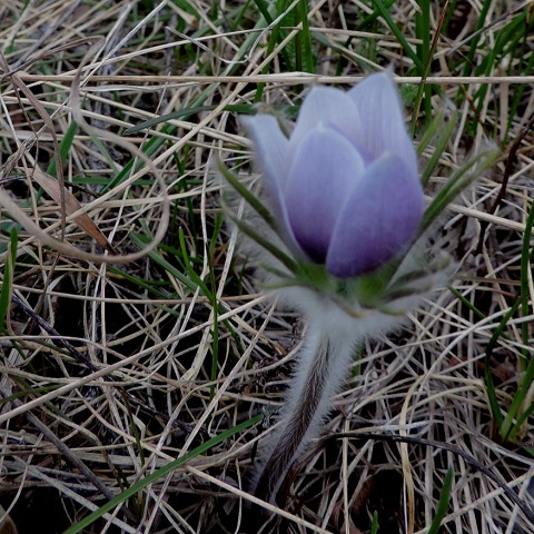 Crocuses