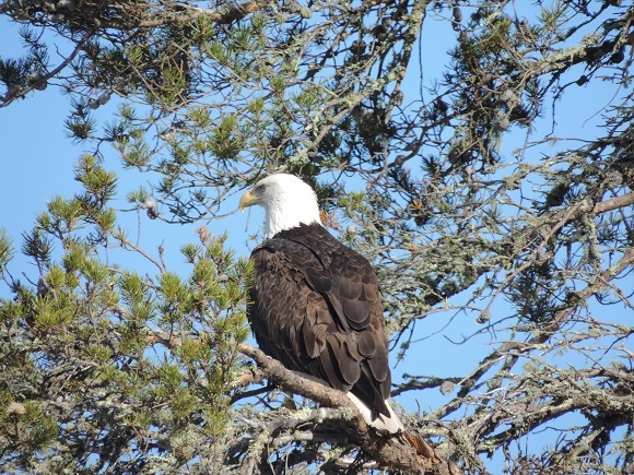 Eagle in tree