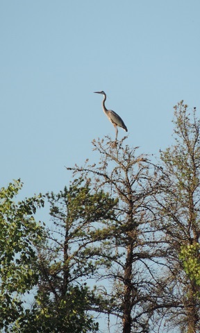 Herron in tree