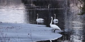 Swans 2