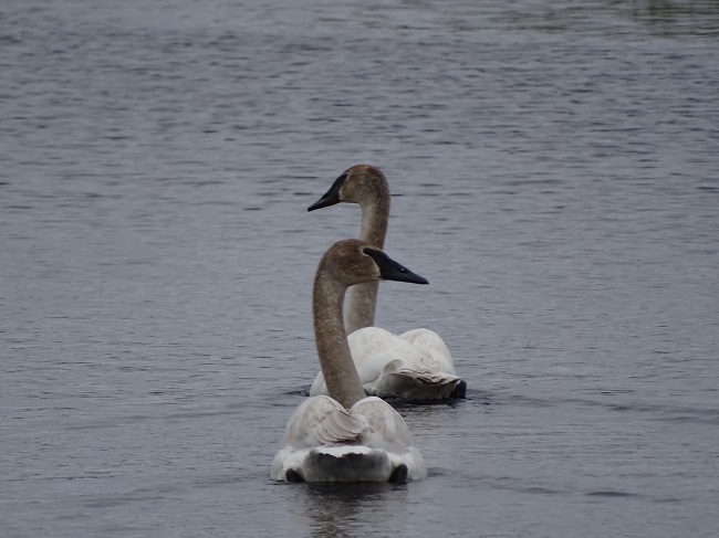 DSC00117 Trumpeter Swans