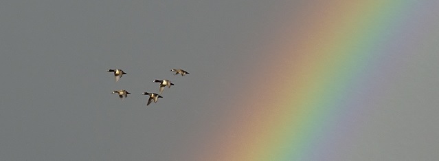Ducks flying by Rainbow