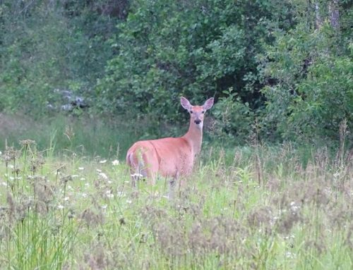 Relax and Rejuvenate