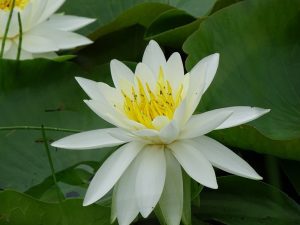 DSC01012 Water Lilly