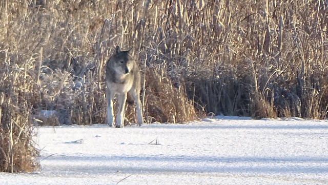 wolf on river