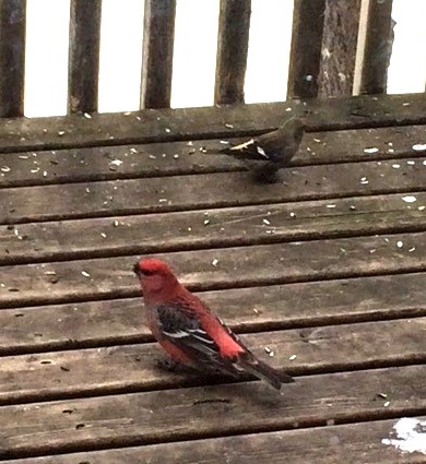 Hilda Friesen white winged Crossbill crop