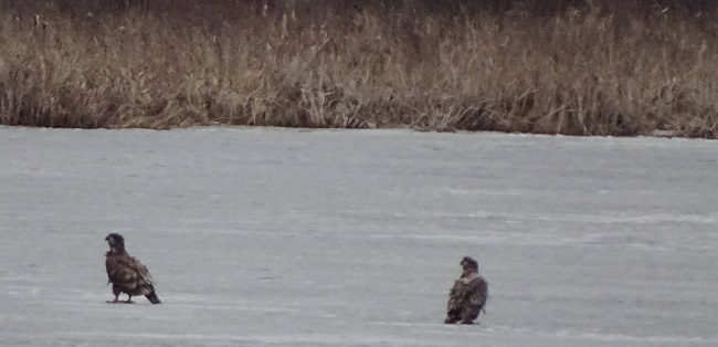 DSC02116 eagles on river