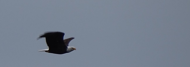 In flight