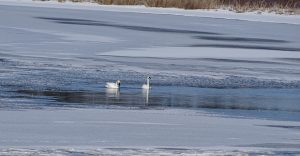 DSC04164 Swans