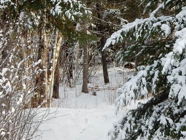 Sharons shot of the river trail