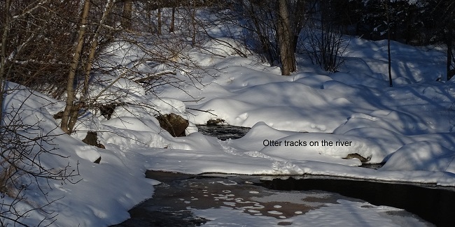 Otter tracks on the river