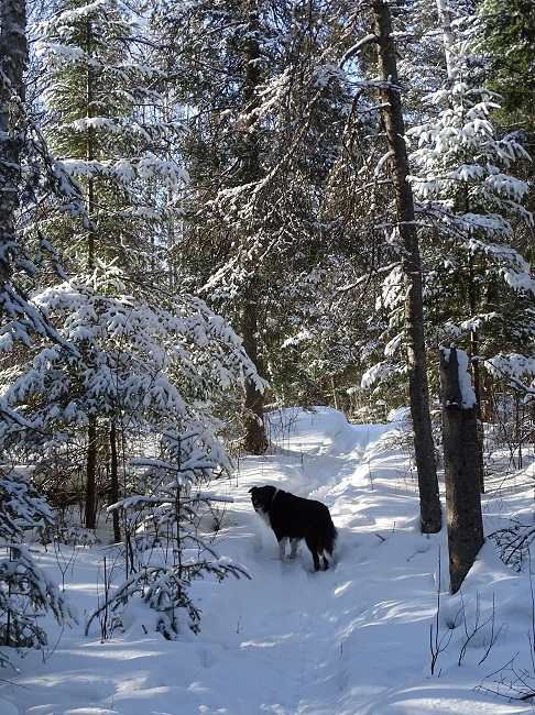 Popper on trail