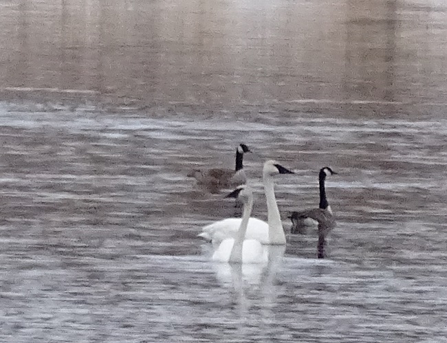 DSC06096 Swans 321