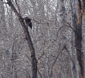 DSC06308 Eagle in tree