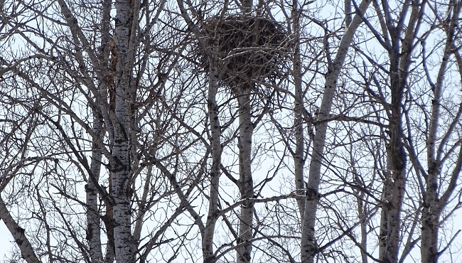 DSC06313 eagles nest