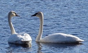 DSC06432 Swans this morning