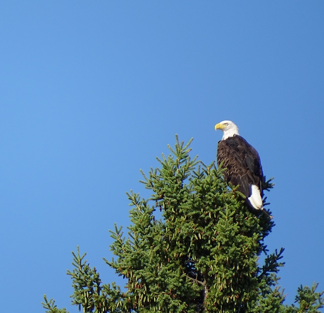 DSC07179 Eagle