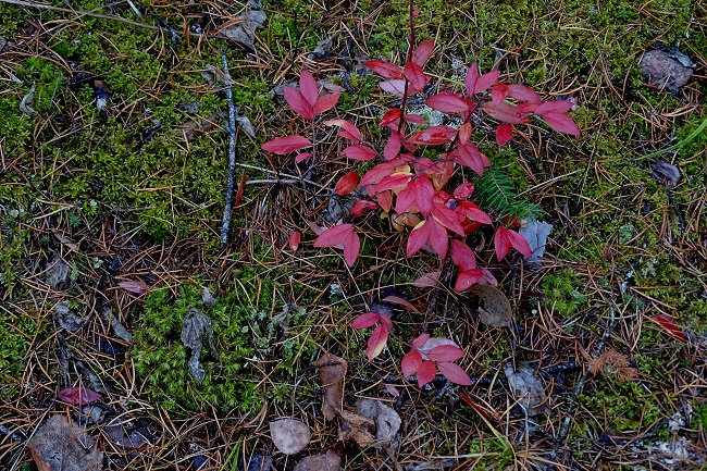 Colour in the forest