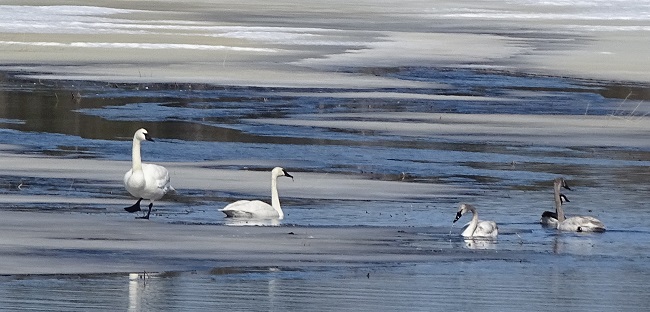 DSC07999 sWANS AND A GOOSE