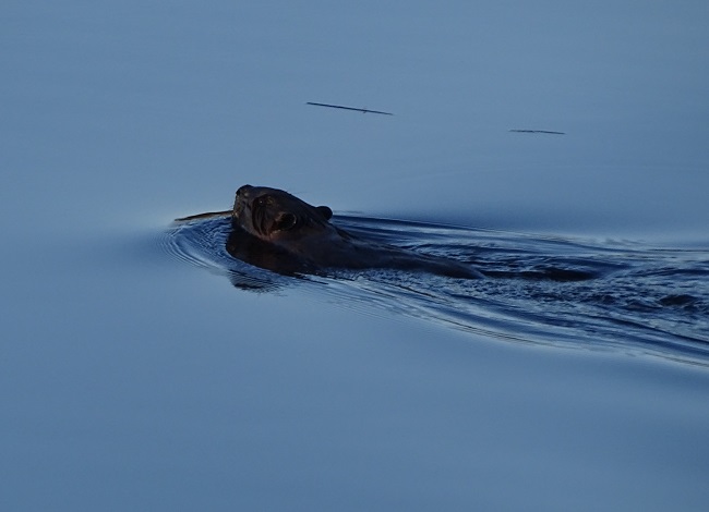 DSC08289 Beaver swam away News