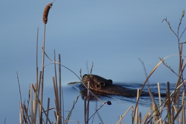 DSC08292 Beaver saw us News