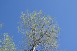 DSC08300 Green in the branches