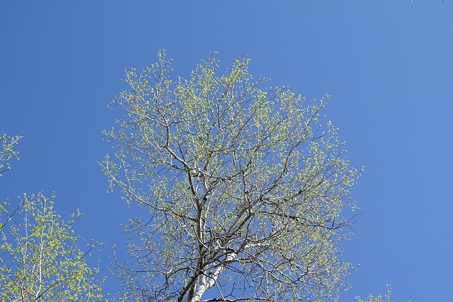 DSC08300 Green in the branches