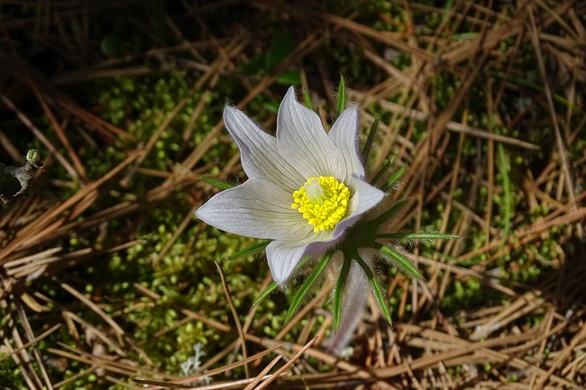 DSC08305 Crocus