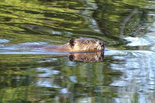 DSC08388beaver