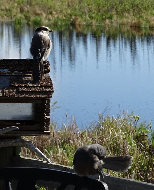 DSC08421Grey Jay Mom Bab crop