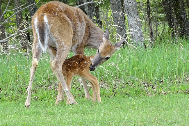 DSC08431 deer and baby cropped