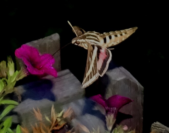 Moth 2