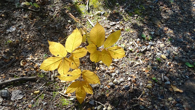 DSC09431 leaves