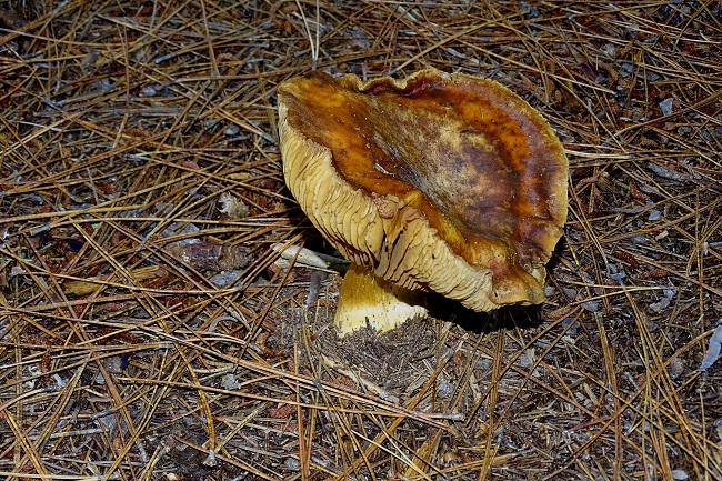 Mushroom one