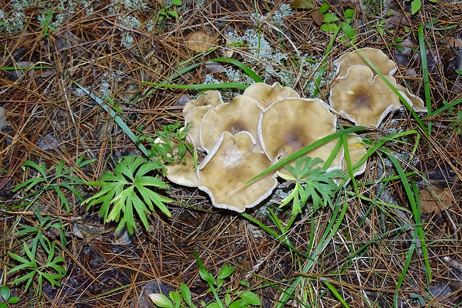 Mushroom two 