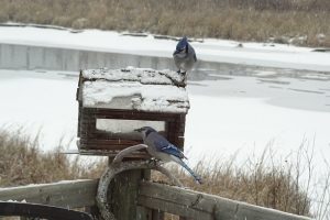 Blue Jay waiting