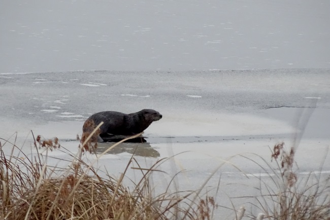 DSC09904 Otter