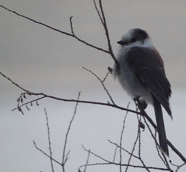 DSC09914 Grey Jay