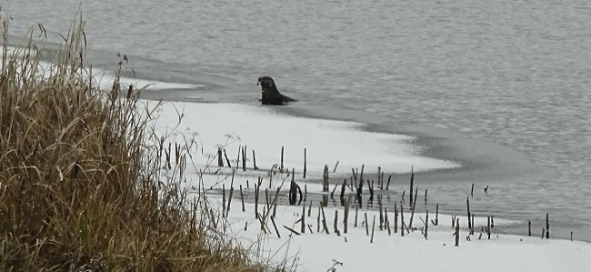 Otter fishing on the river