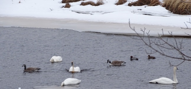 DSC00371 swan