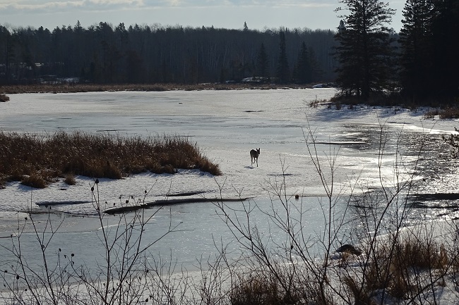 DSC00398 ran up river