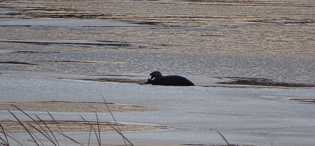 DSC04256 otter fishing