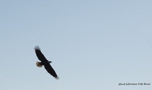 DSC02227 Eagle flying