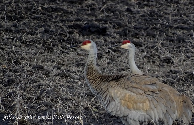 DSC04438 Sandhill Crane