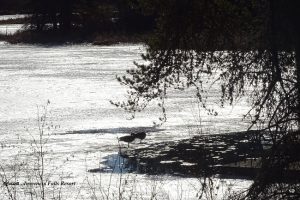 DSC08206 geese on frozen river