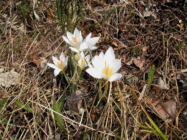 P4260002 Crocus