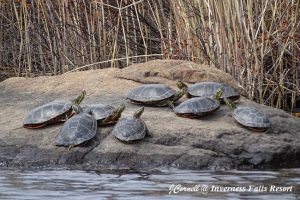 DSC00768 group of turtles