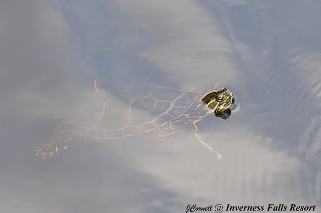 DSC00777 turtle swimming