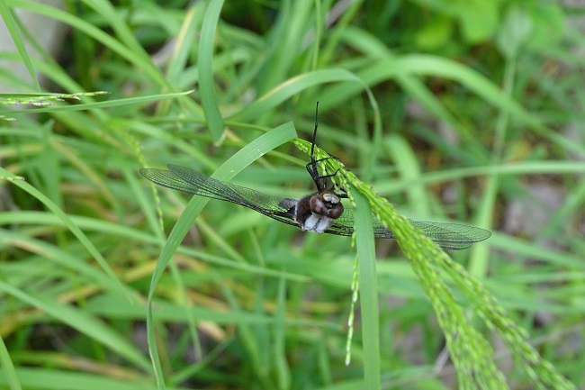 DSC00941 draganfly